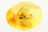 Detailed Fossil Parasitic Wasp (Apocrita) in Baltic Amber #275471-1